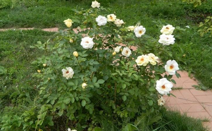 Роза канадская парковая сорта, посадка и уход в саду