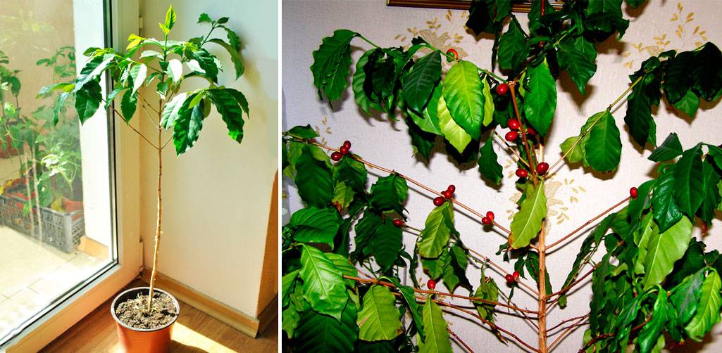 Как вырастить кофейное дерево своими руками дома