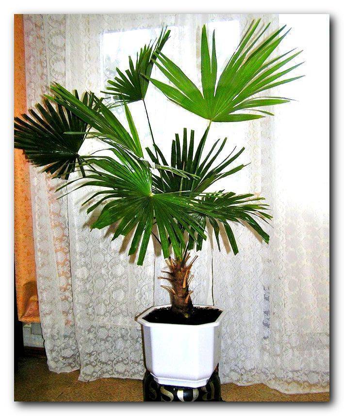 Комнатное растение пальма вашингтония нитеносная робуста филифера мощьная цветок из семян уход фото