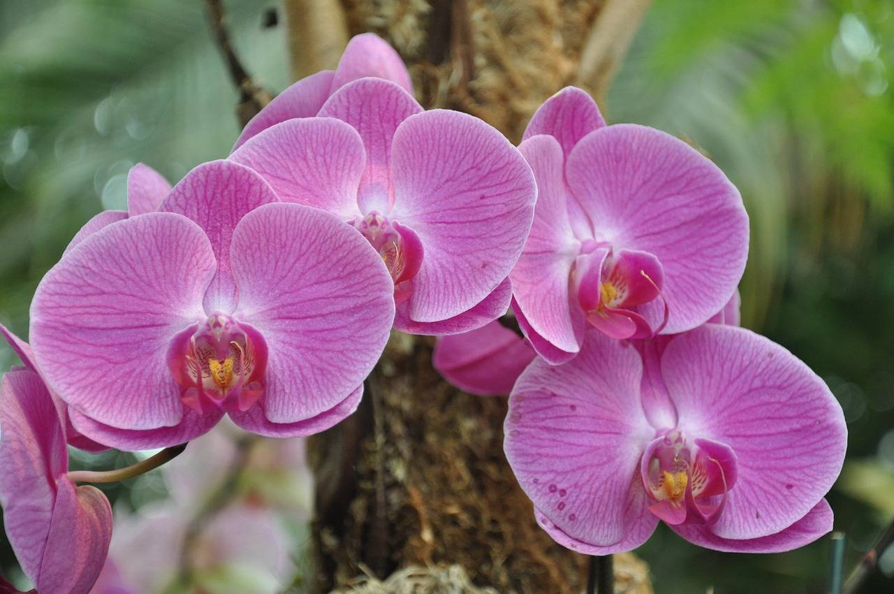Виды лесных орхидей