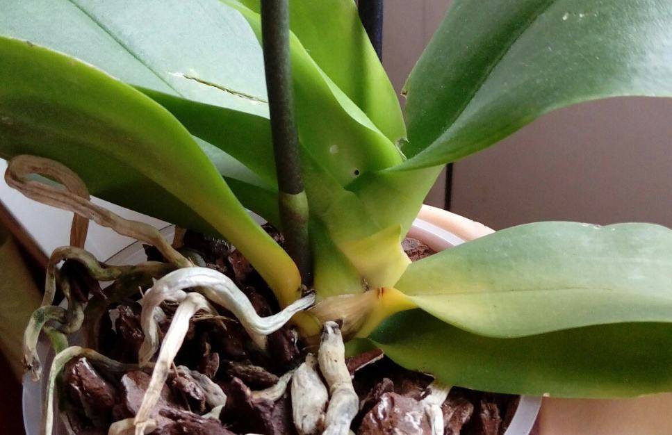 Причины пожелтения листьев у орхидей, кончиков в домашних условиях: что делать