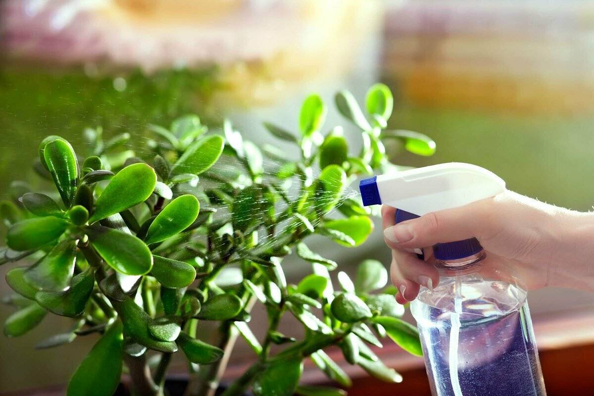 Как вырастить чайное дерево в домашних условиях