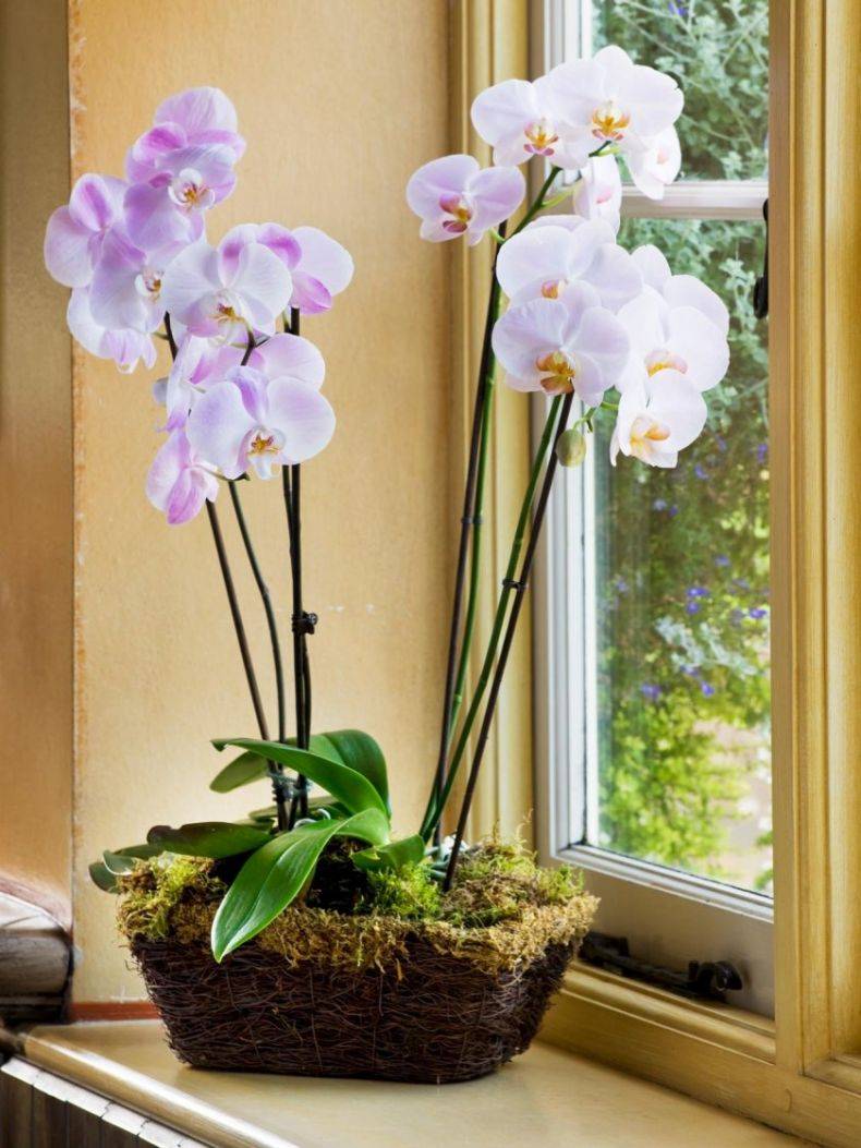 Орхидея фаленопсис отцветает, что делать дальше с южной красавицей?