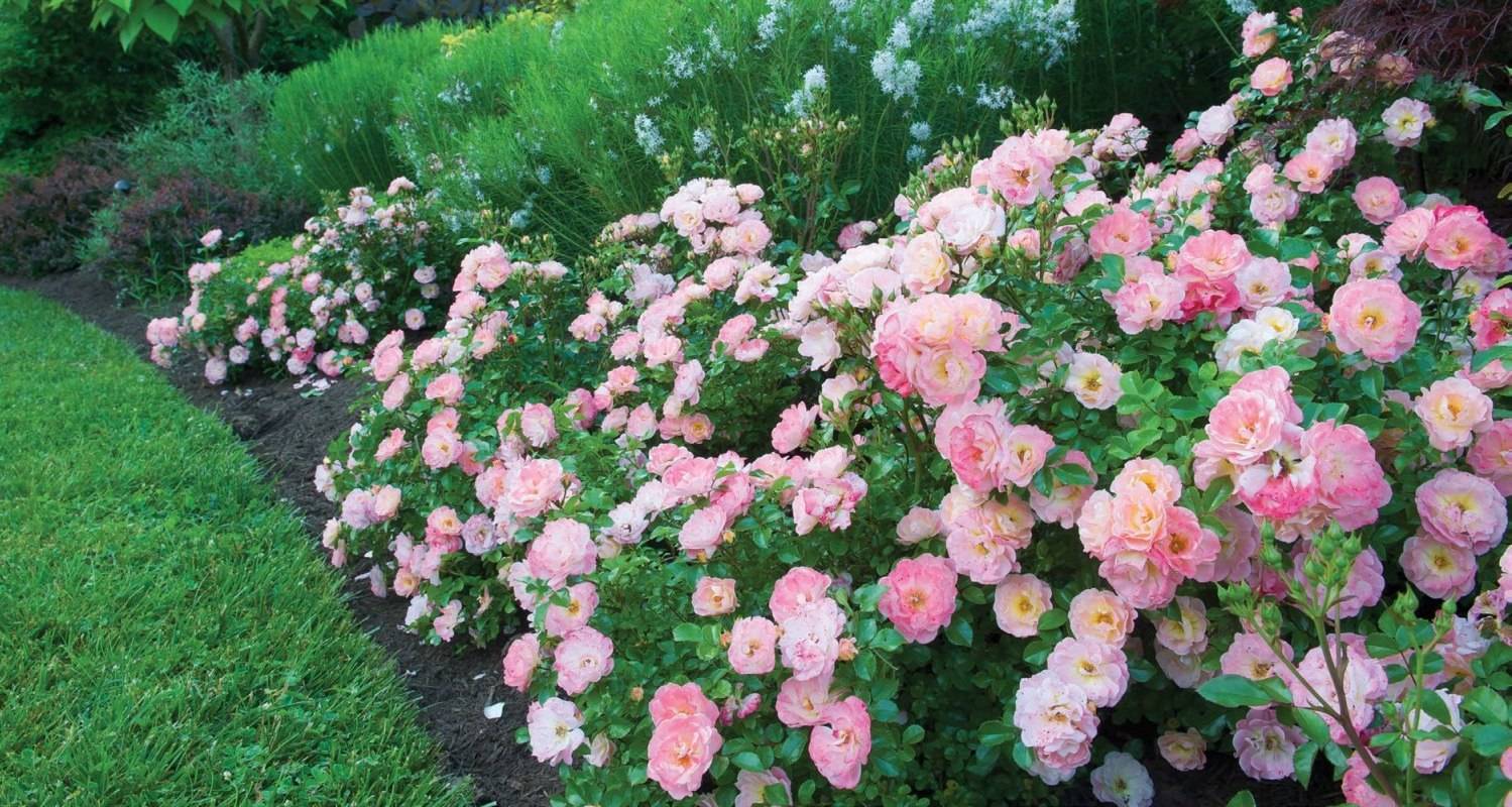 Почвопокровные розы: уход и выращивание, правила посадки и лучшие сорта