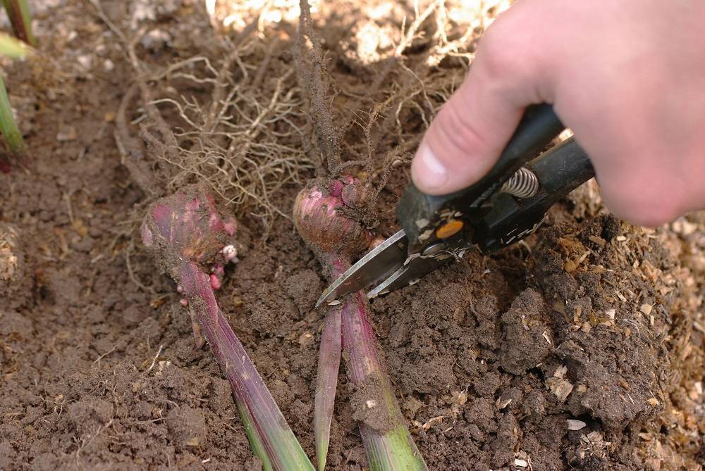 Как хранить луковицы тюльпанов после цветения