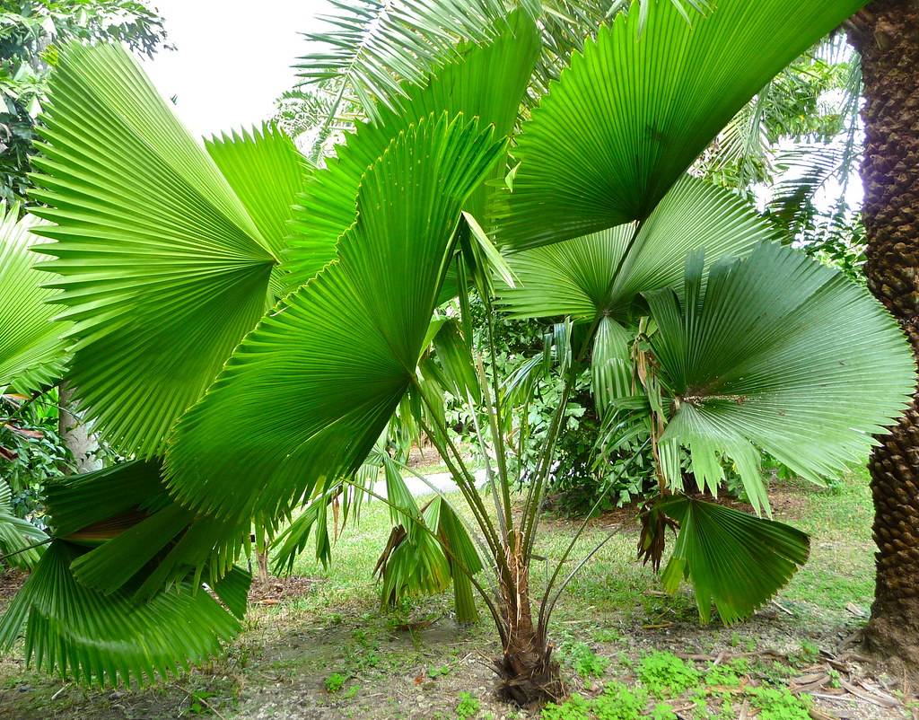Комнатные пальмы и их виды, которые идеально подходят для выращивания в домашних условиях