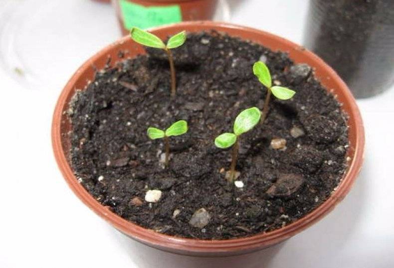 Выращивание катарантуса из семян: сроки посева на рассаду, особенности ухода, видео