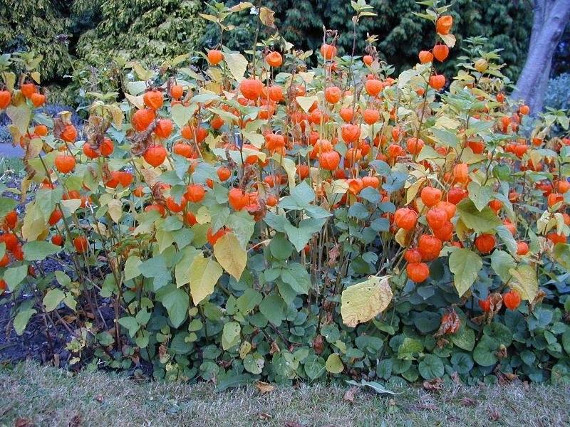 Физалис: фото цветов, свойства, особенности ухода, секреты выращивания - sadovnikam.ru