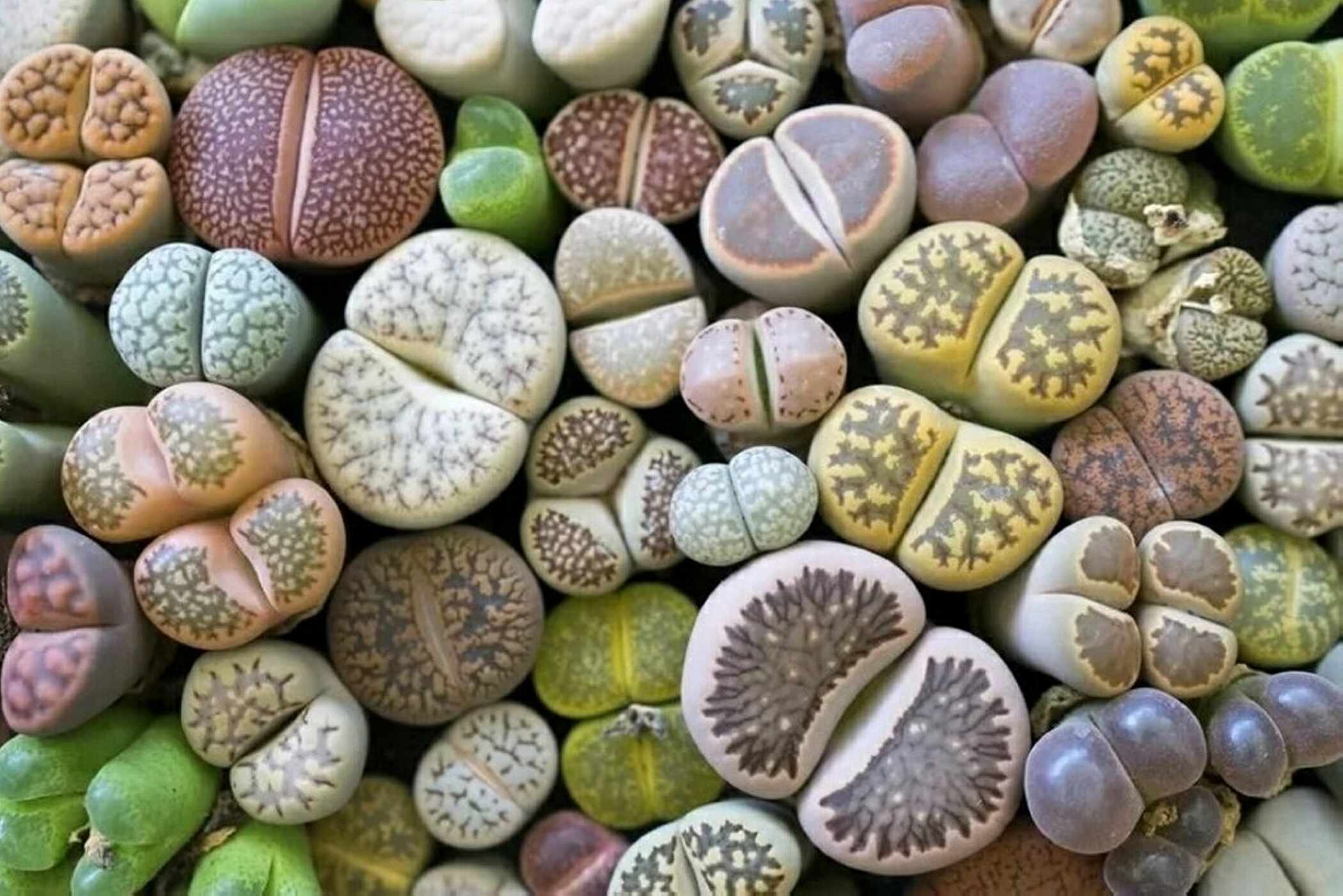 Живые камни, или литопсы. уход и содержание в домашних условиях. фото — ботаничка