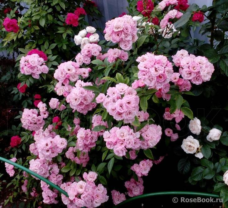 Мускусные розы: лучшие сорта и особенности ухода