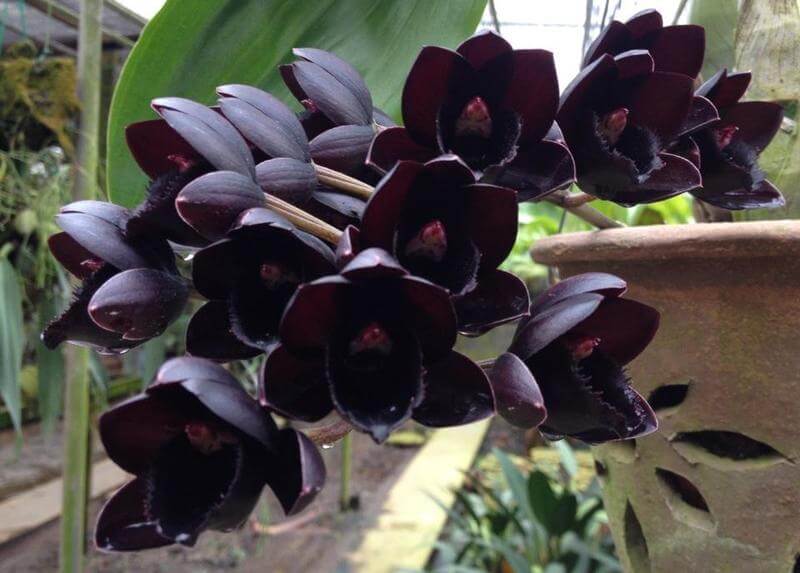 Черная орхидея цветок, виды, сорта с описанием, фото, болезни листьев