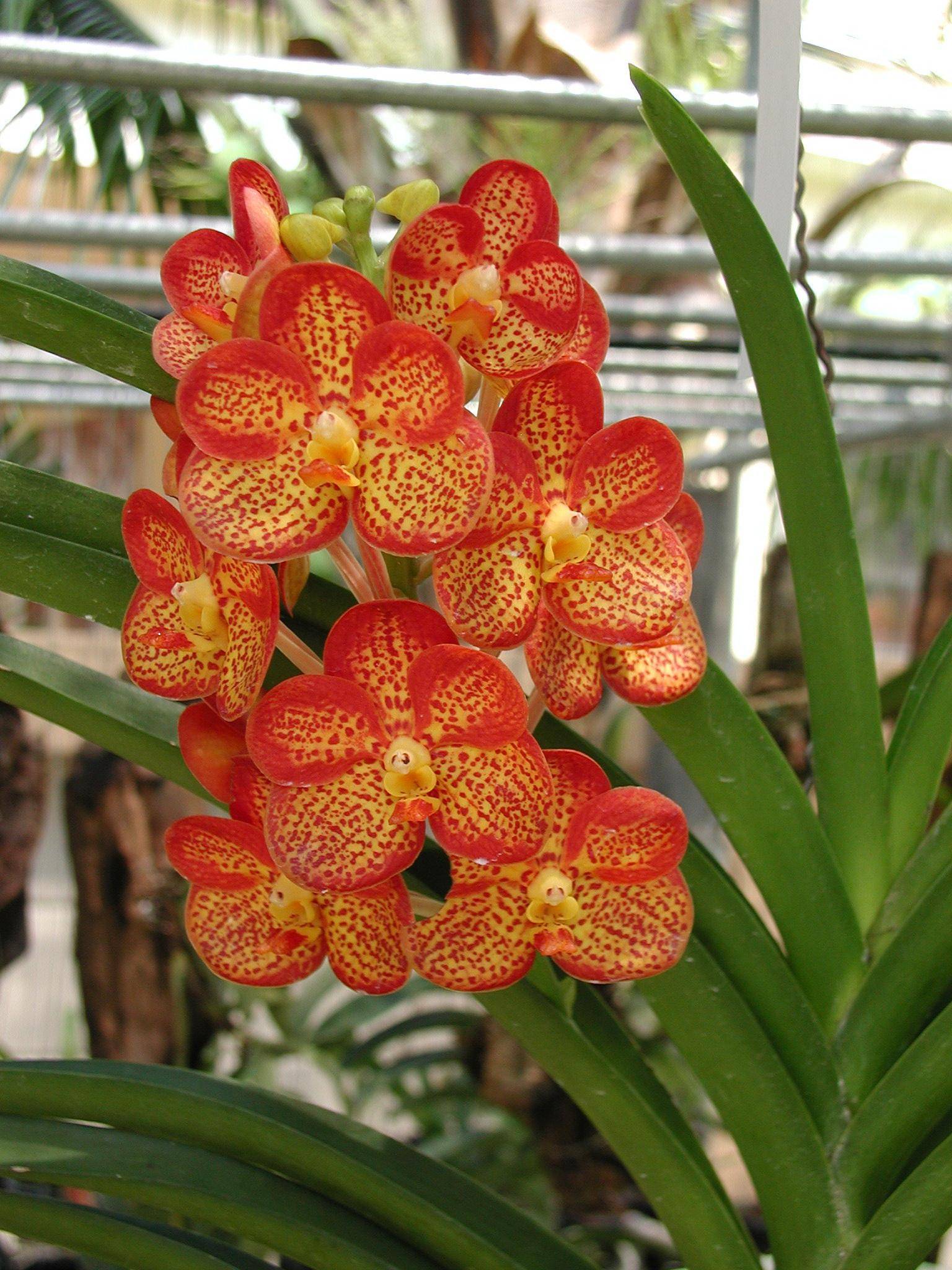 Орхидея ванда — уход в домашних условиях