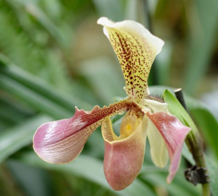 Уход за орхидеей венерин башмачок в домашних условиях с видео от специалистов про пафиопедилум