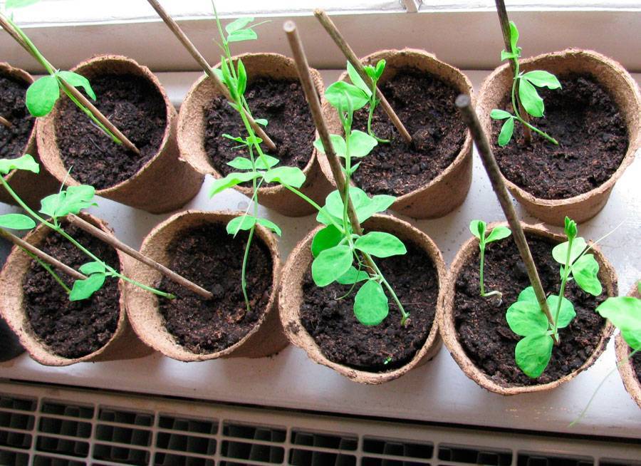 Как вырастить самостоятельно гортензию из семян в домашних условиях?