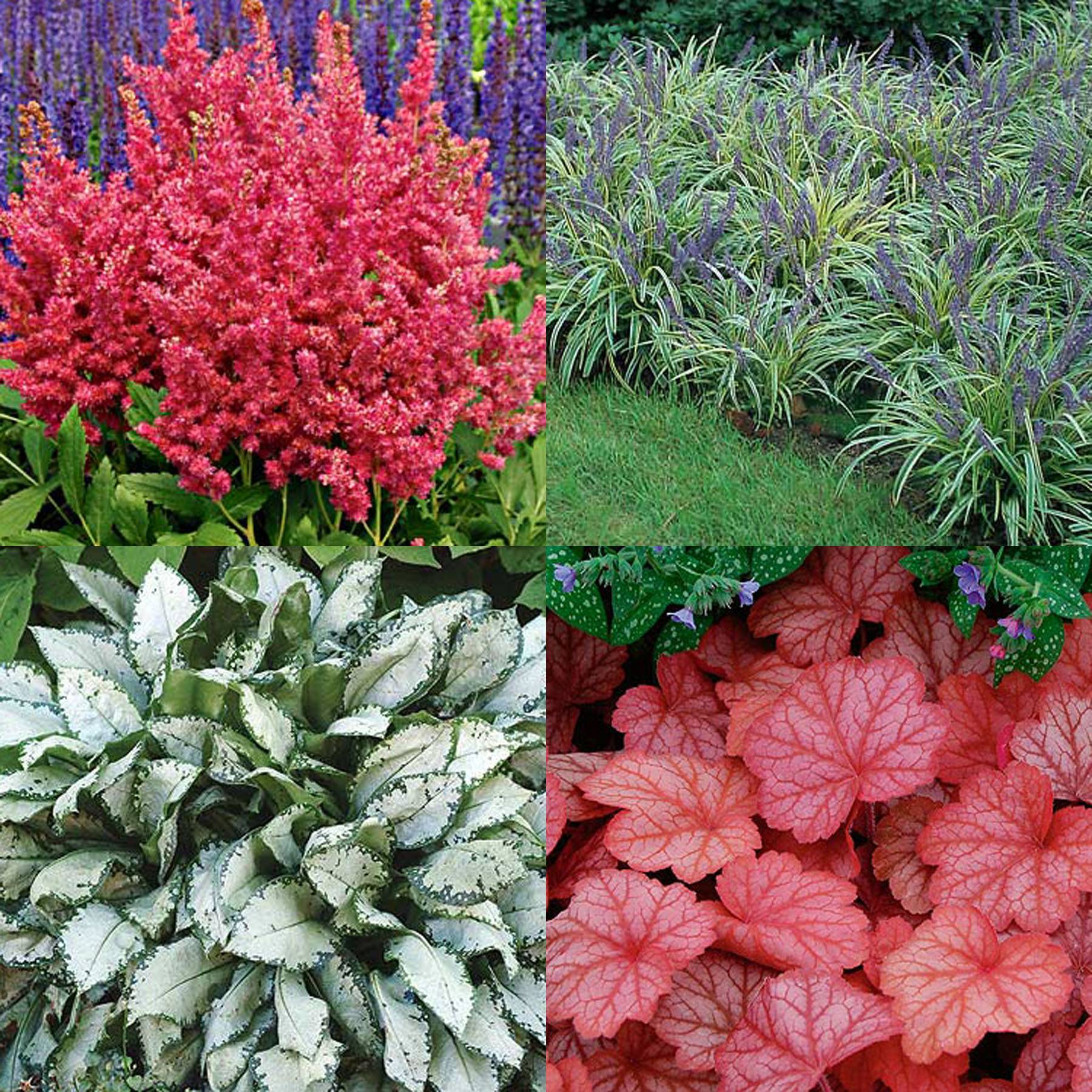 Многолетний цветок астильба — сорта, особенности выращивания и ухода