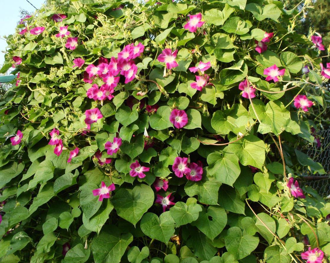 Вьющиеся цветы для дома и сада: обзор, описание, посадка и уход - sadovnikam.ru