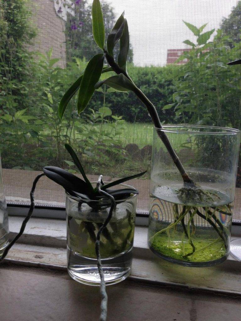 Чесночная вода для орхидей: рецепт приготовления настоя из чеснока в качестве подкормки и правильный полив, чем полезна настойка и в каких случаях применять