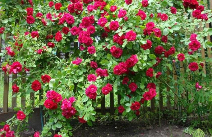 Плетистая роза фламентанц (пламенный танец): описание сорта, фото, отзывы, нюансы выращивания