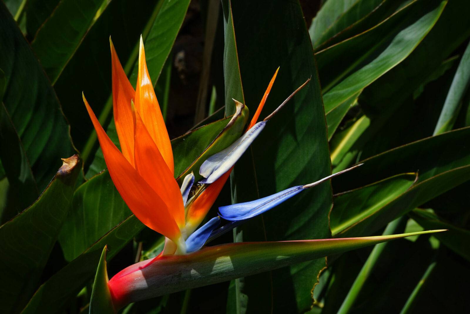 Цветок стрелиция королевская (райская птица): уход дома, фото