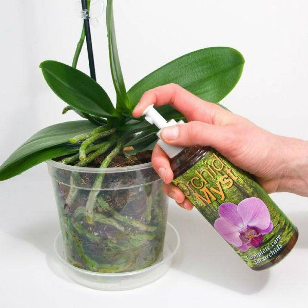 Как размножить орхидею в домашних условиях — цветоносом детками черенками семенами