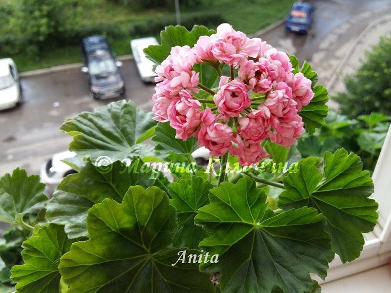 Выращивание пеларгонии anita (анита): как ухаживать, описание сорта герани