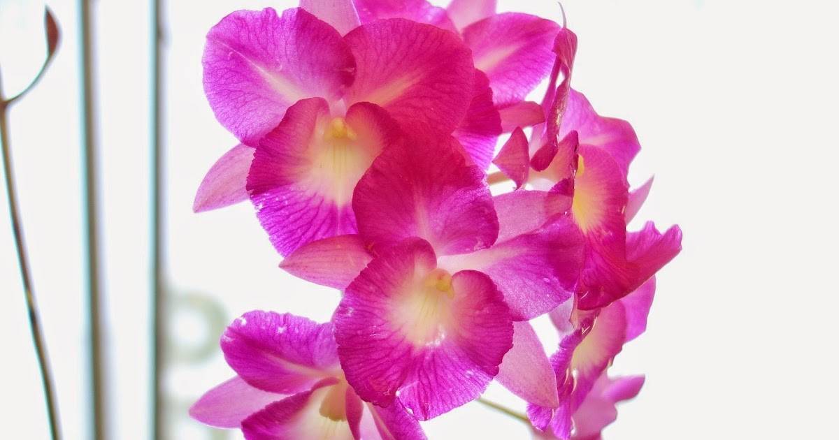 Орхидея белого цвета — особенности сортов и рекомендации по их выращиванию. чистота и красота — фаленопсис белый: уход и выращивание