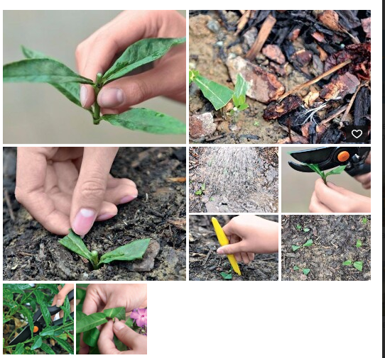 Многолетние флоксы: размножение черенками + семенами + делением куста & правильный уход > фото + видео цветов