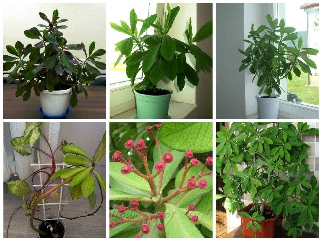 Растение синадениум гранта: уход в домашних условиях
