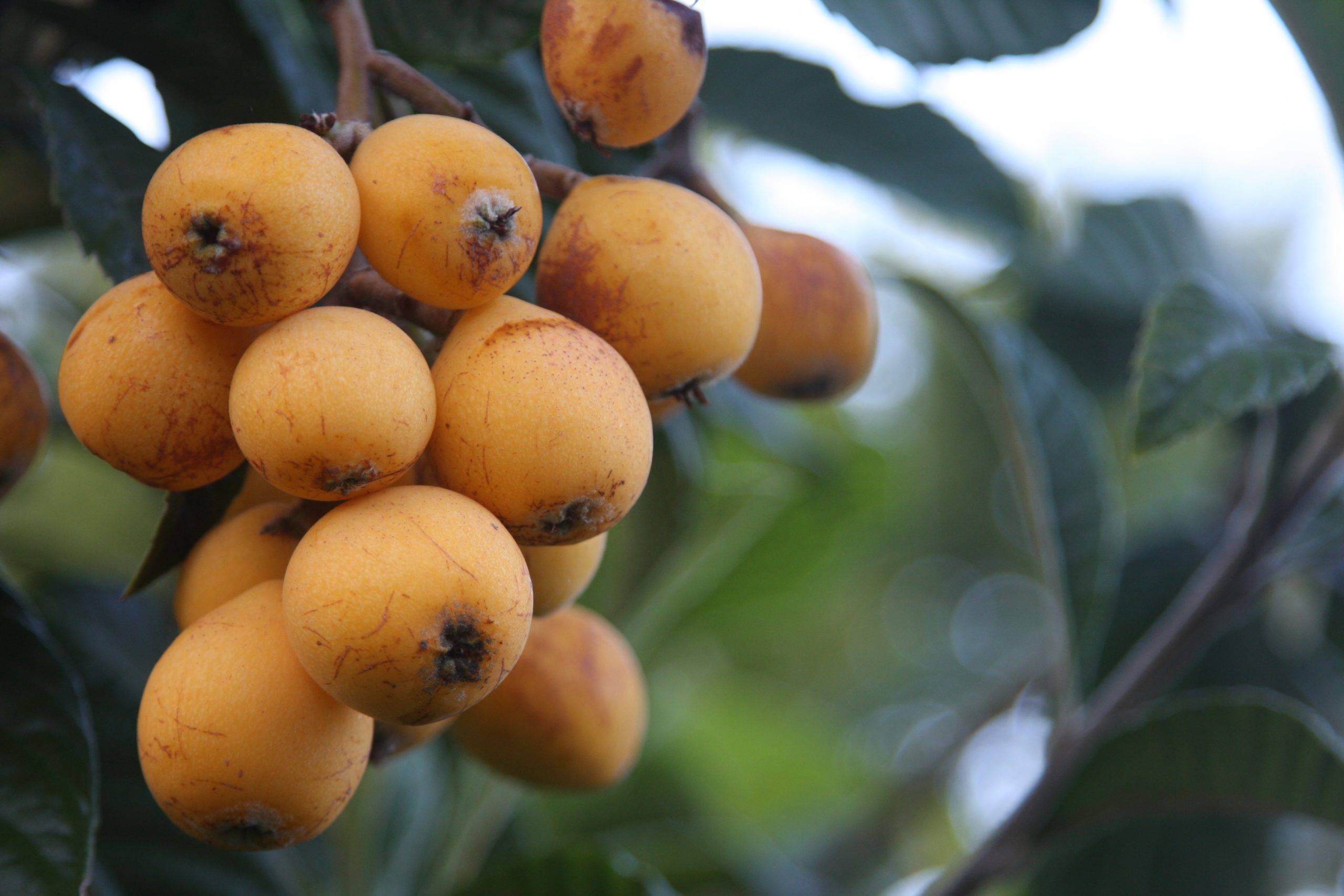 Абхазская мушмула: выращивание из косточки и когда созревает фрукт в абхазии