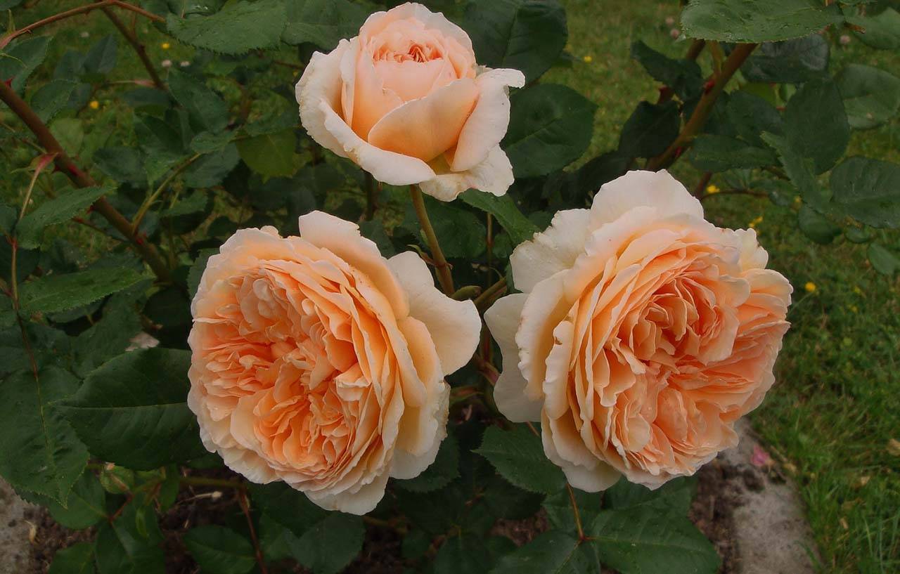 Английская роза crown princess margareta