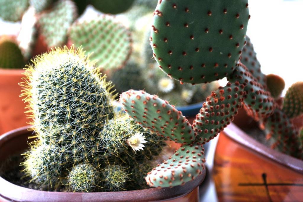 Как размножить кактус в домашних условиях детками и черенками