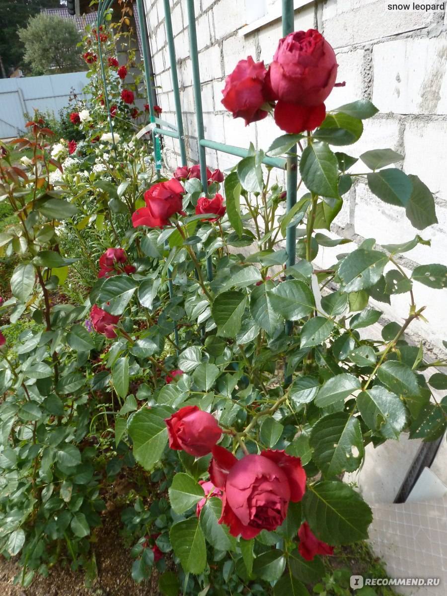 Розы плетистые | питомник растений
