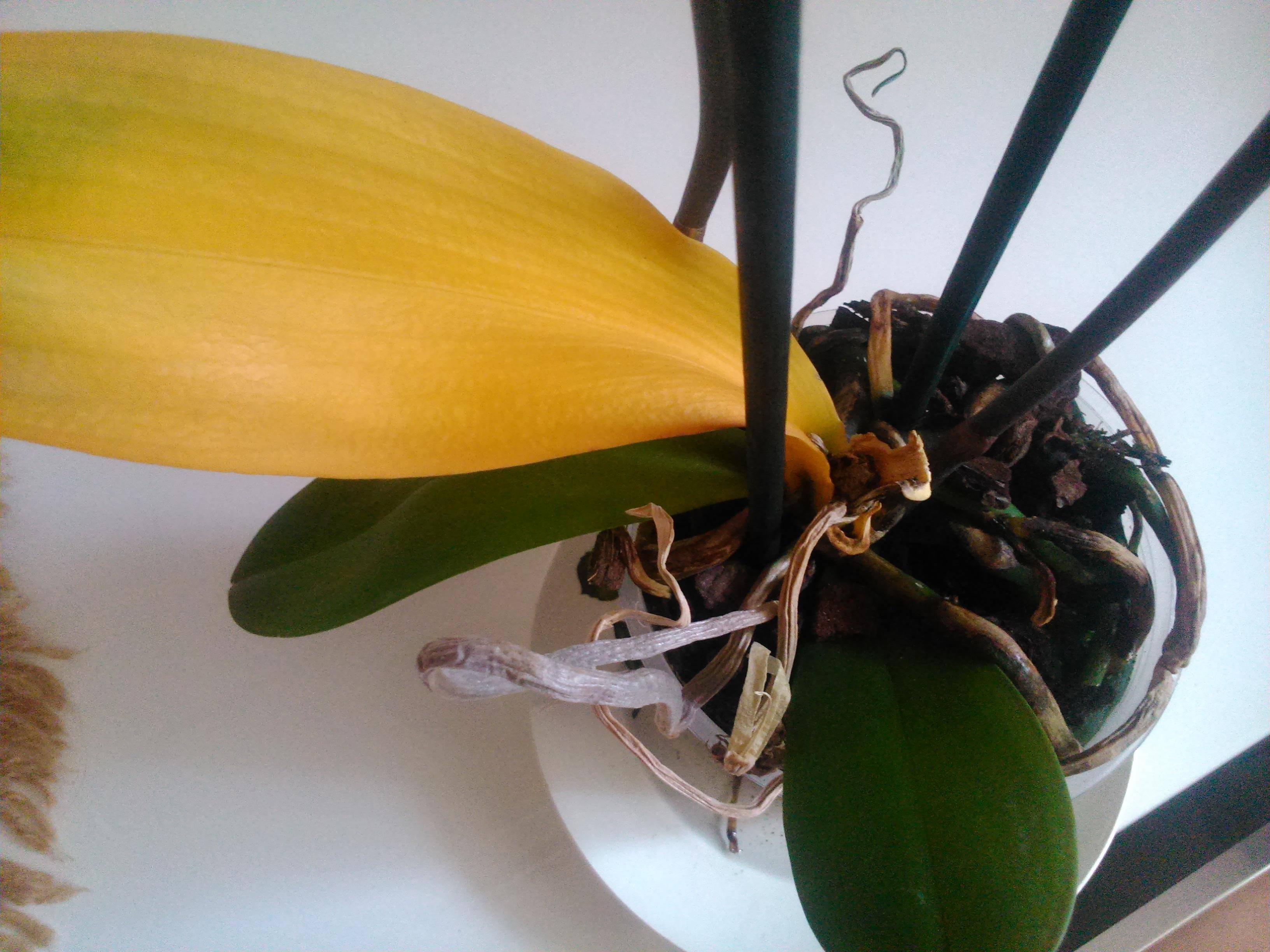 Орхидея фаленопсис пожелтели листья