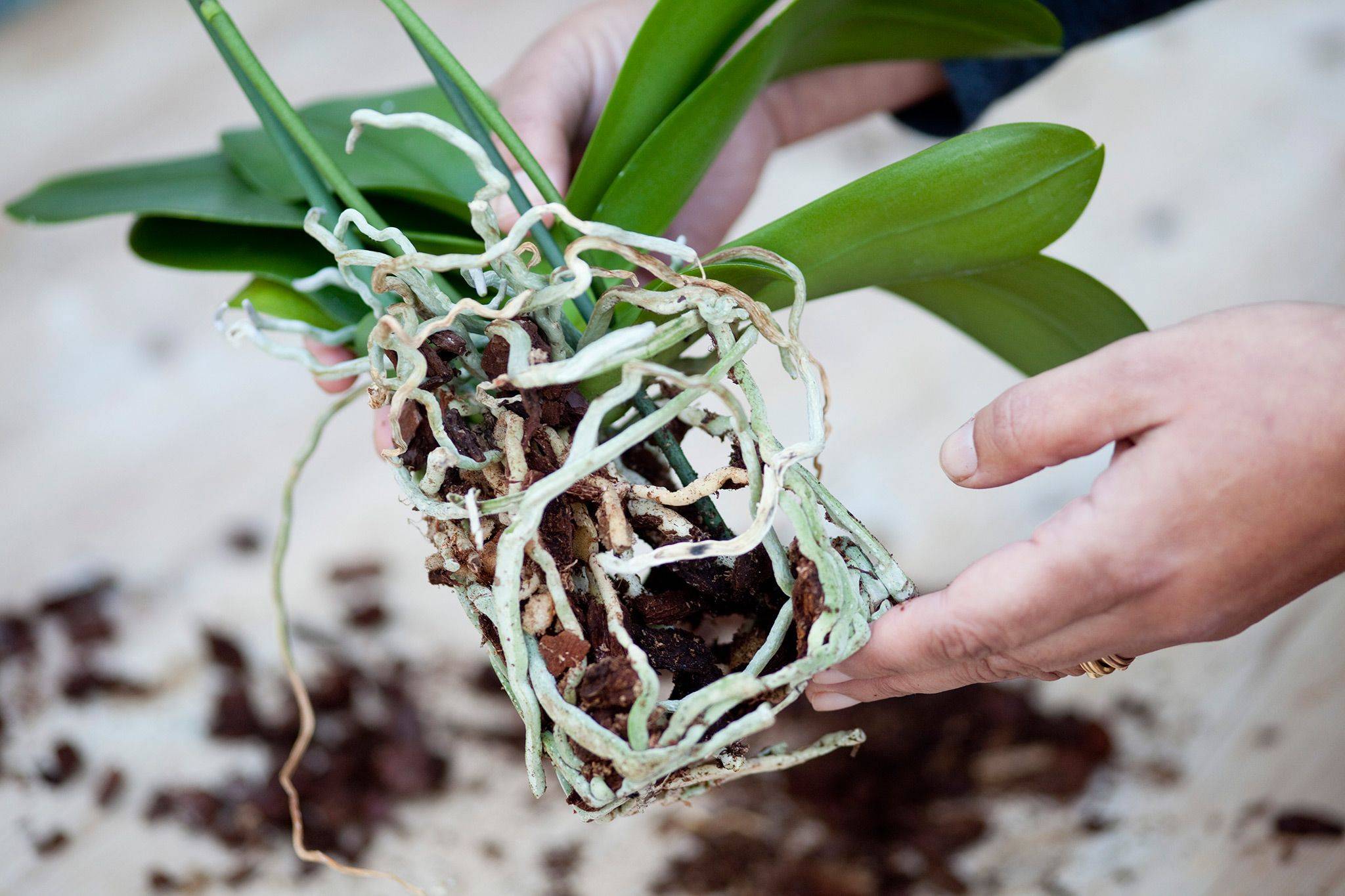 Пересадка орхидеи в домашних условиях: правила и пошаговая инструкция