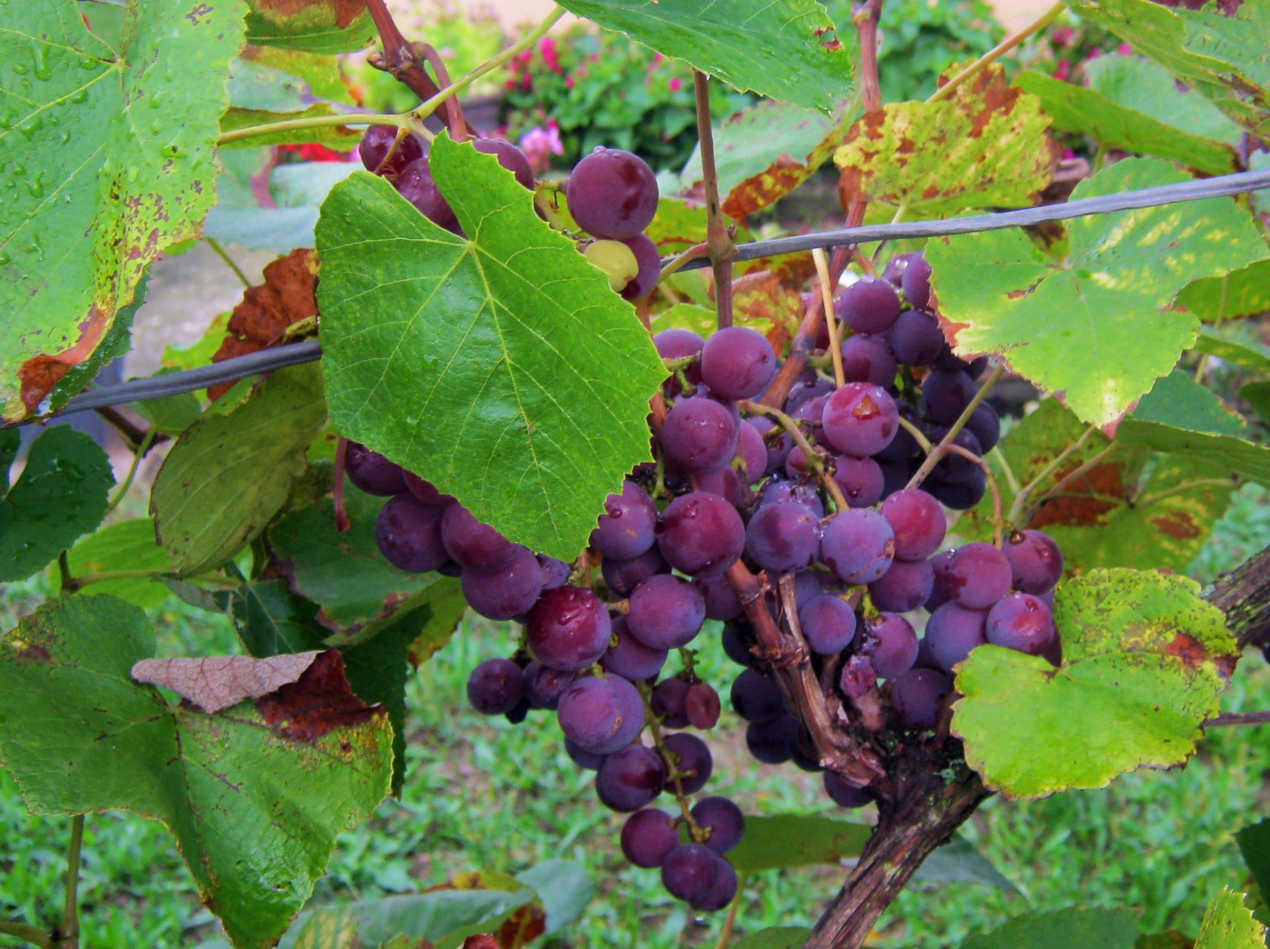 Виноград — история, описание, особенности ухода, сорта и болезни + 80 фото