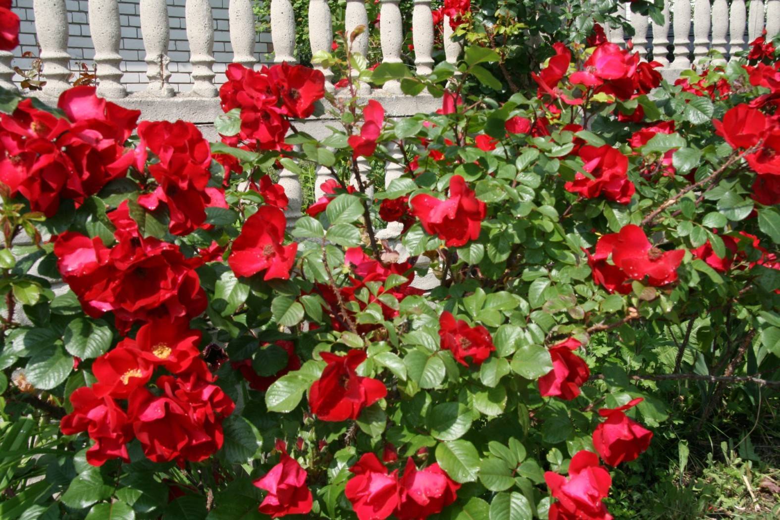 Выращивание парковой розы сорта робуста: как посадить и ухаживать за кустарником