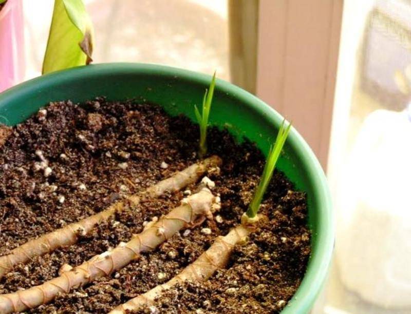 Выращивание молочая окаймленного: как посадить, ухаживать, удобрять, размножать