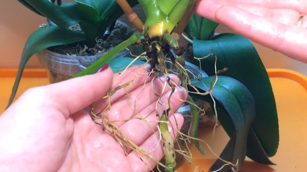 Реанимация орхидеи без листьев в домашних условиях: как оживить и спасти, если отпала розетка, нет точки роста или корней, а само растение погибает