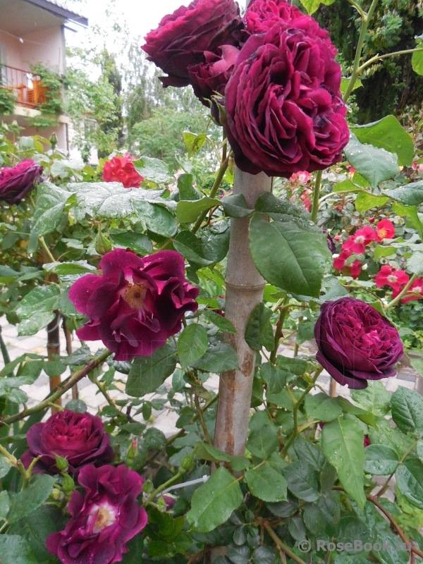 Выращивание плетистой розы сорта найт оул: как ухаживать за «ночной совой»