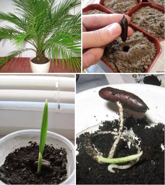 Вырастет ли финиковая пальма в домашних условиях из косточки? финиковая пальма: выращивание и уход :: syl.ru