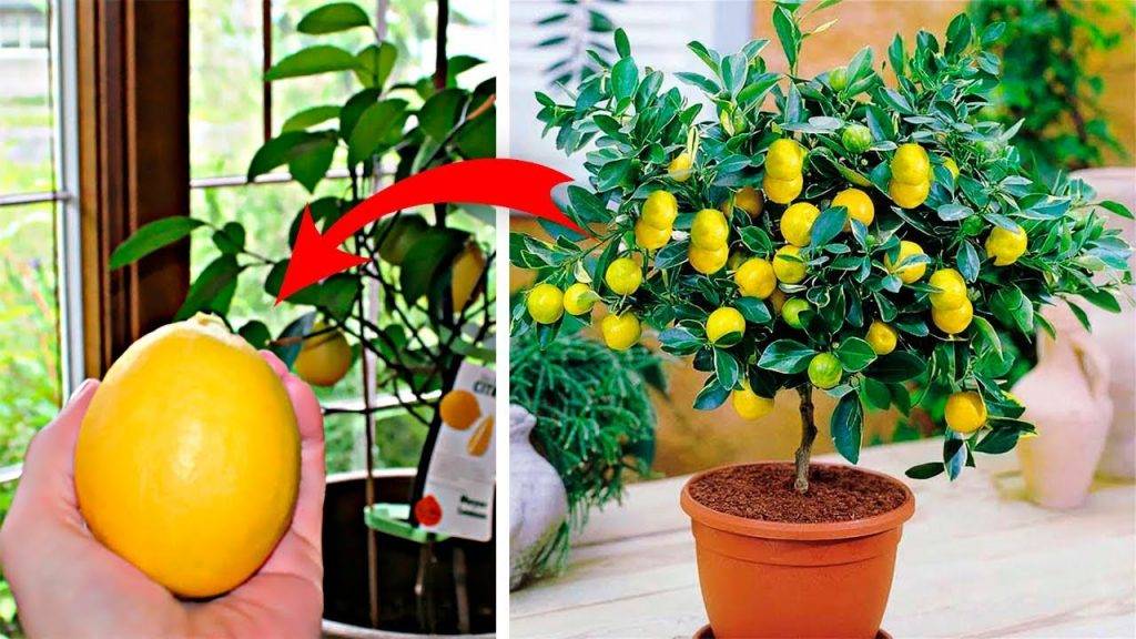 Выращивание лимона на подоконнике из косточки