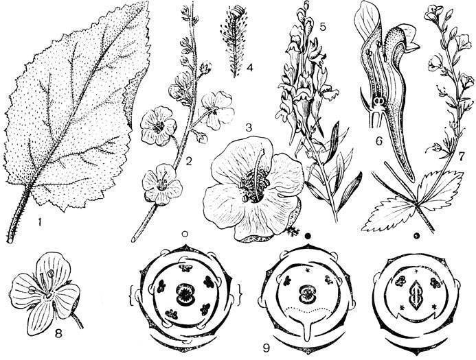 Диаграмма цветка хвойных растений. Семейство Норичниковые формула цветка. Норичниковые (Scrophulariaceae).