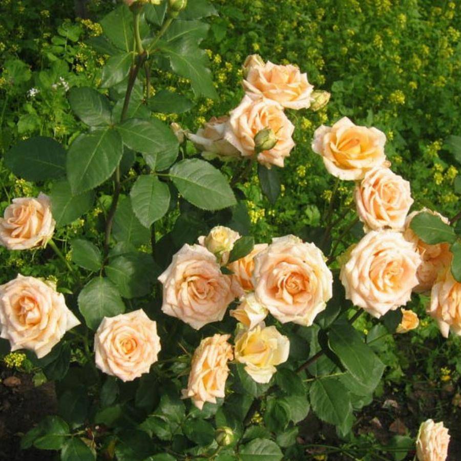 Чайно-гибридные розы: фото, описание сорта, посадка, выращивание, полив, уход