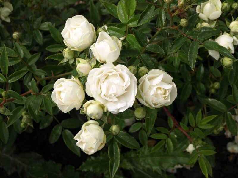 Миниатюрный полиантовый сорт розы морсдаг: что это за цветок, как выращиват
