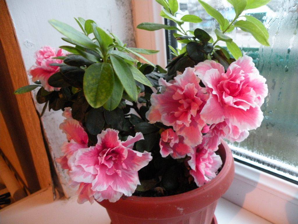 Самые красивые зимнецветущие комнатные растения: продлеваем себе лето