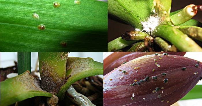 Информация от специалистов: какие бывают вредители орхидей фаленопсис и их лечение с фото