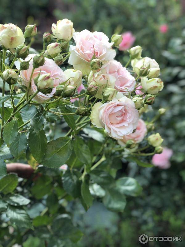 О розе mimi eden: описание и характеристики сорта, уход и выращивание