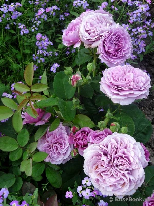 Роза lavender ice энциклопедия роз - клуб строителей