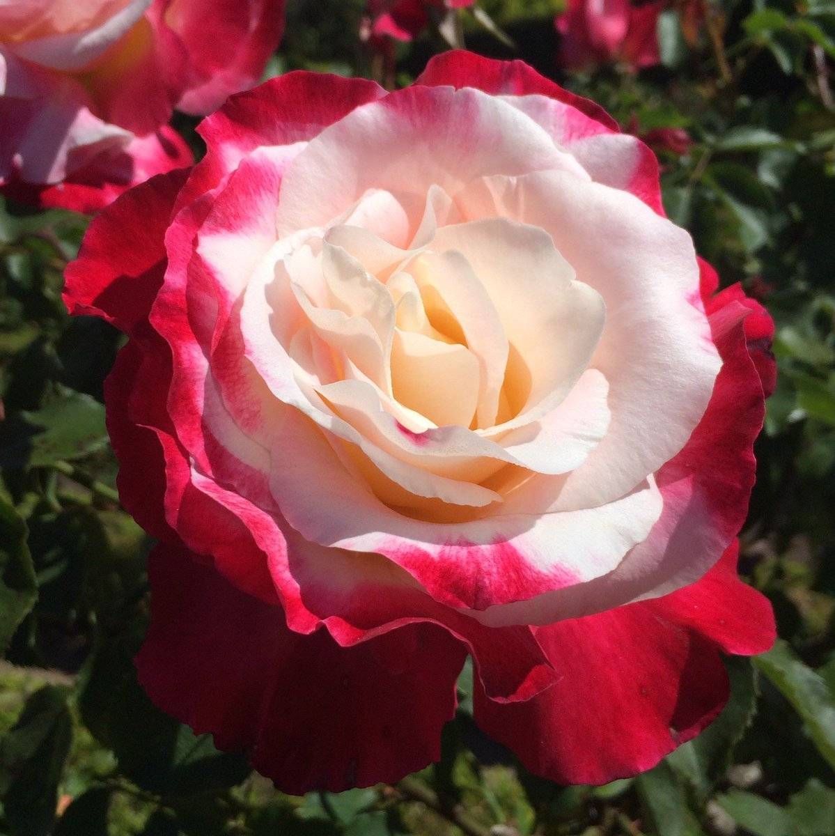 Роза «дабл делайт»: описание сорта, фото и отзывы