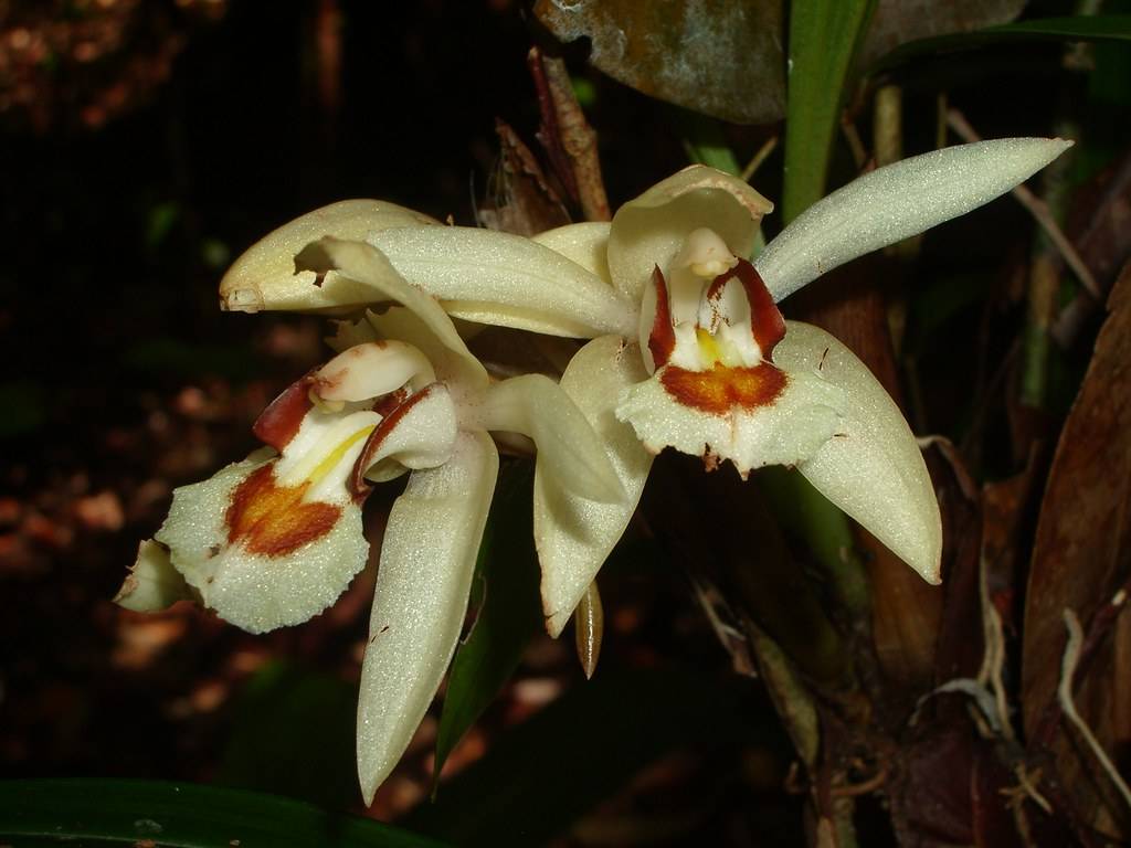 Орхидея целогина уход в домашних условиях: 7 важнейших правил, размножение, фото сортов